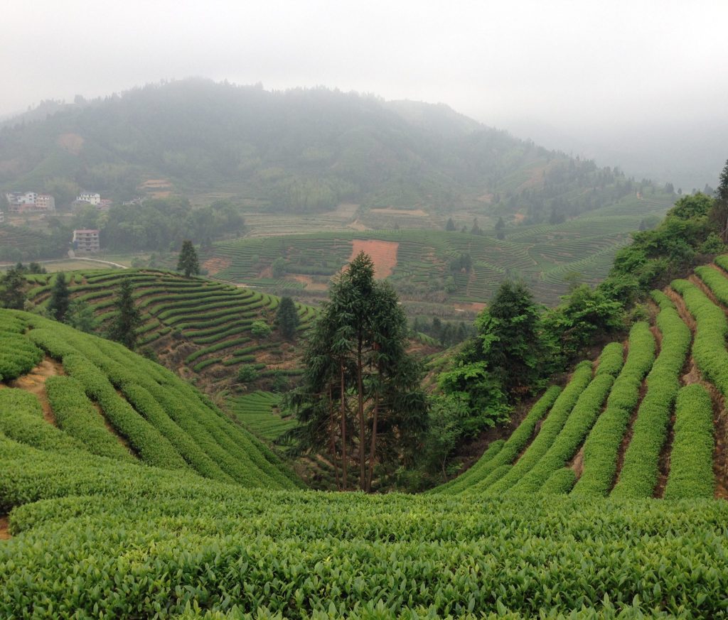 tea varieties