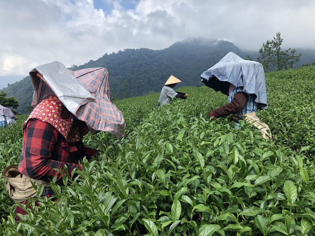 tea varieties
