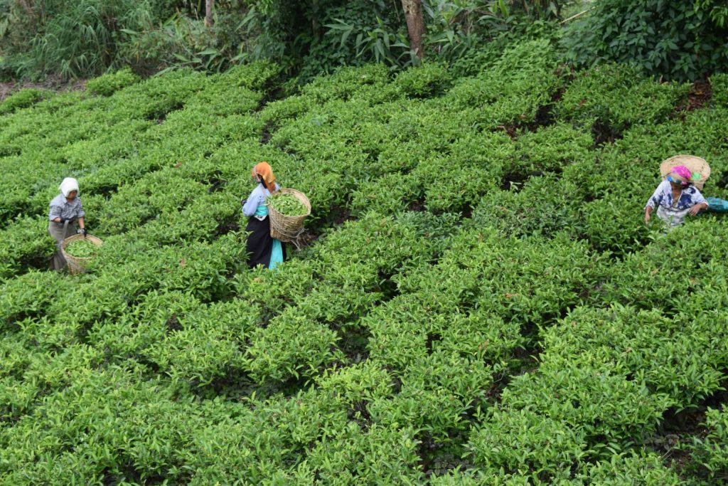 tea varieties