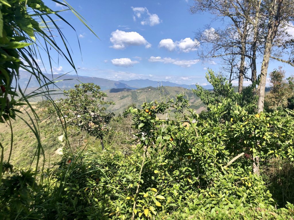 peru coffee