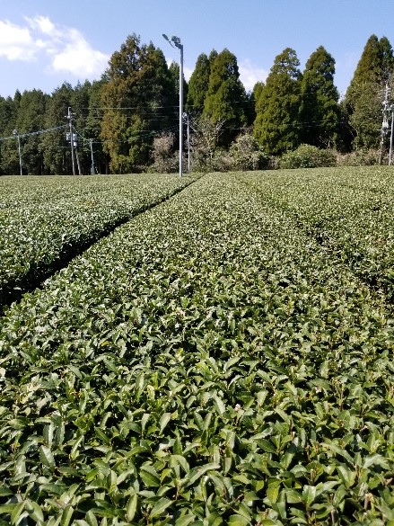 specialty tea farm in Japan