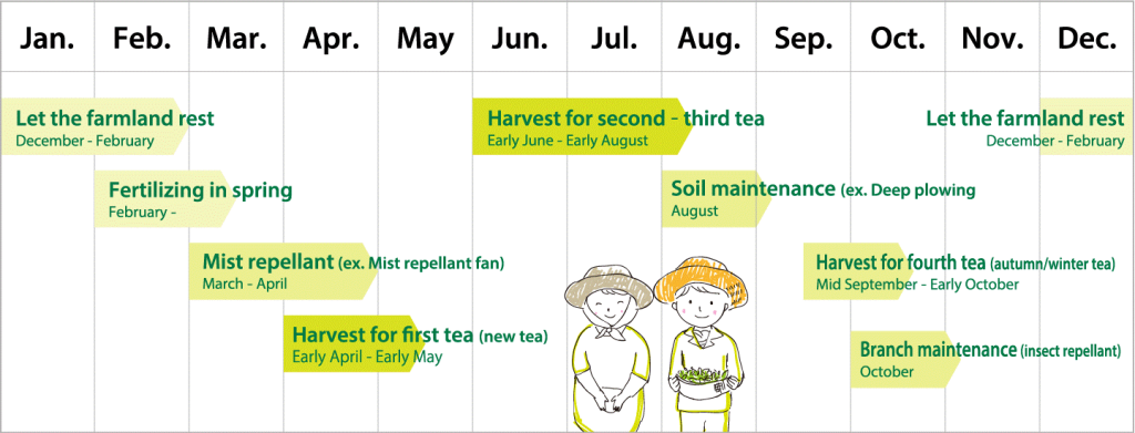 specialty tea harvest schedule for Kagoshima