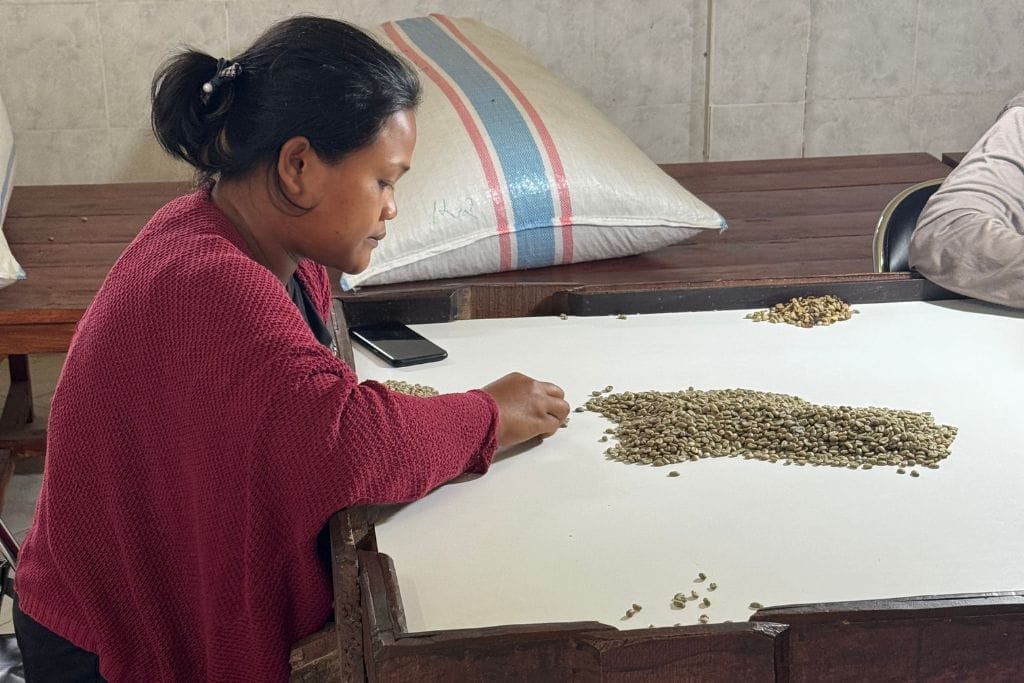 indonesian coffee sorting