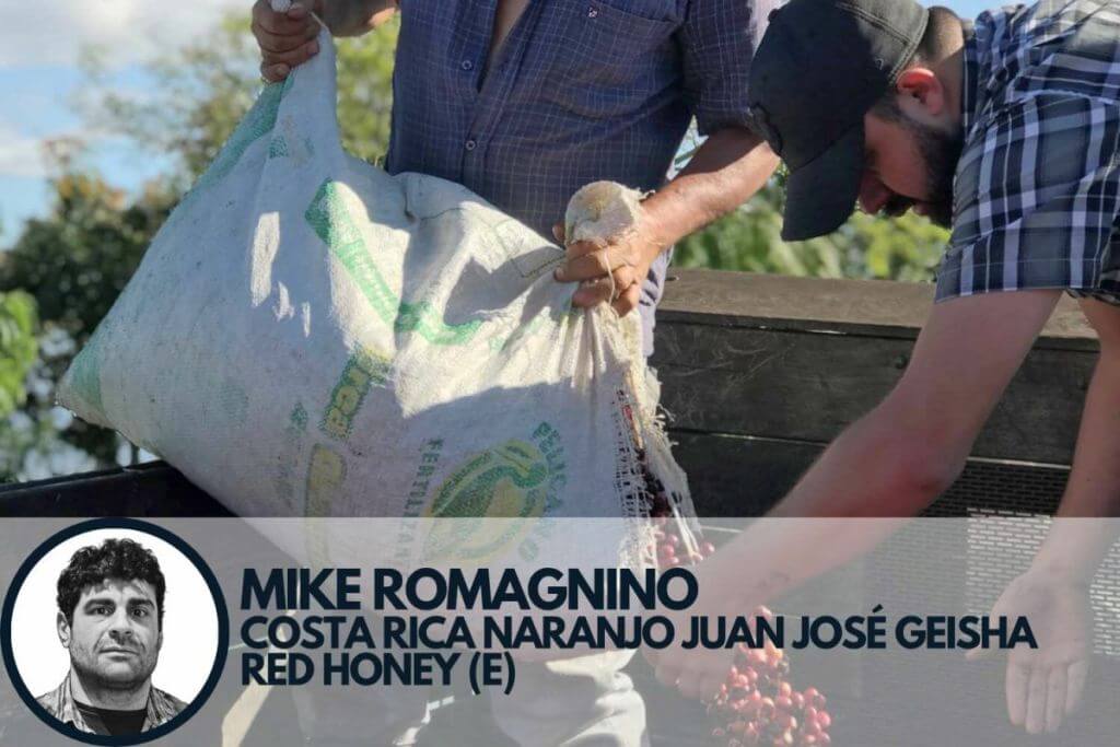 specialty coffee cherries being emptied into a truck