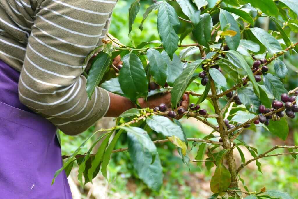 specialty coffee tree being picked in El Salvador