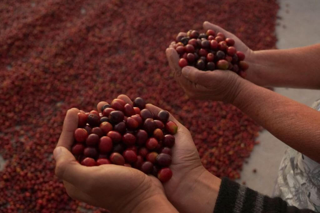 Two people holding specialty coffee cherries in their hands