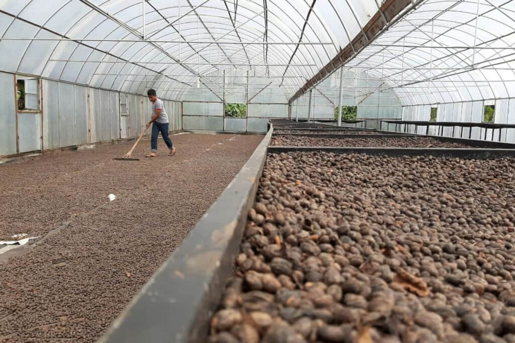 natural processed coffee cherries drying