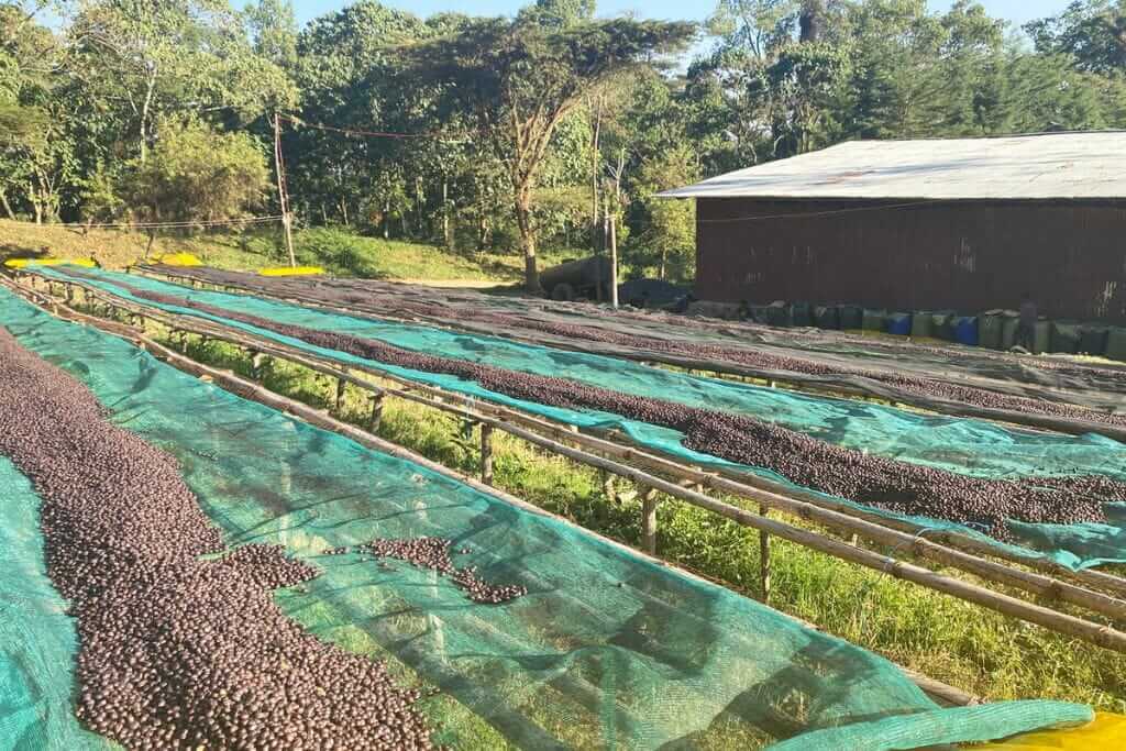 natural processed coffee cherries drying on raised beds