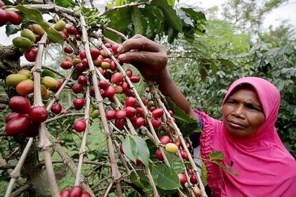 sumatra coffee farmer