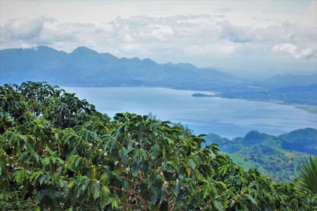specialty coffee farm in Honduras