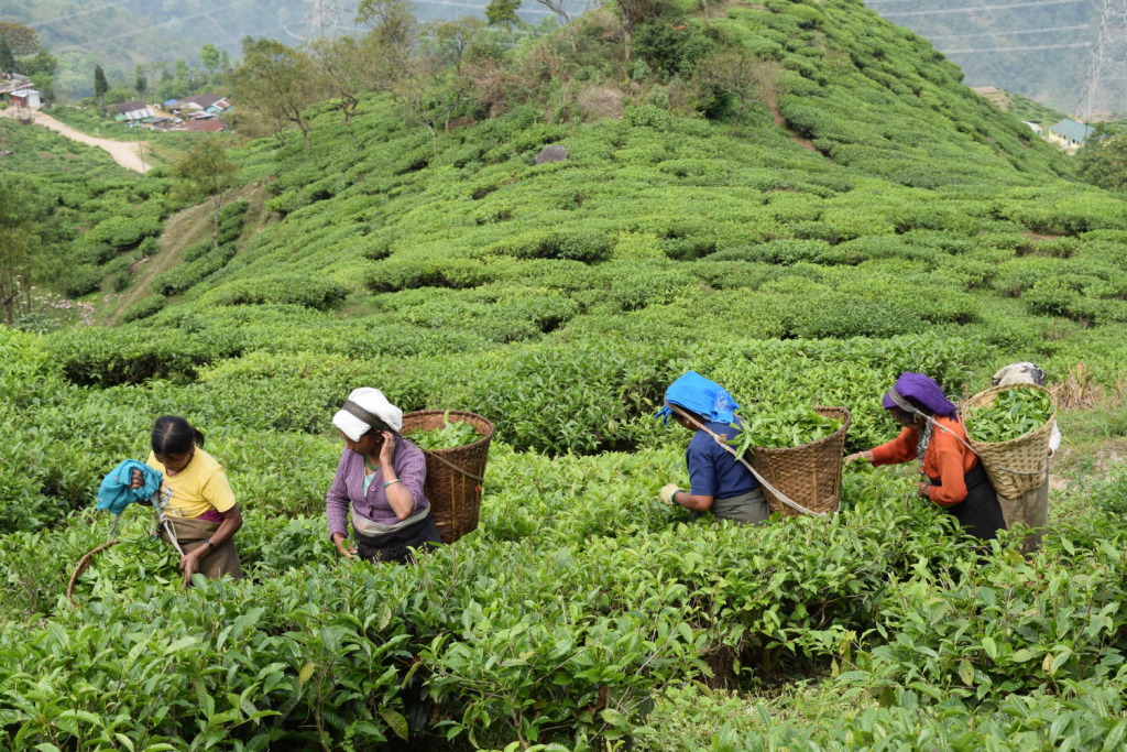 Tea pickers on a specialty tea farm in India