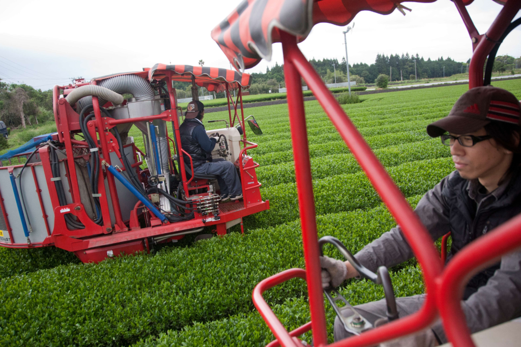 Tea producers on a specialty Japanese tea farm