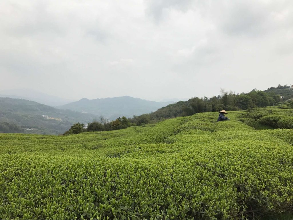 specialty tea farmer picking white tea