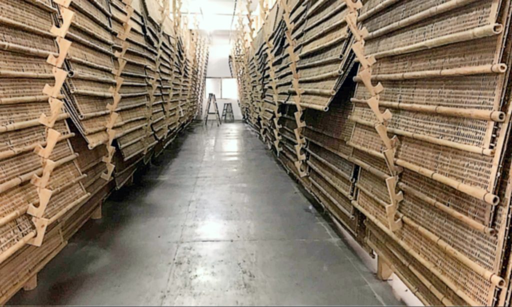 white tea drying