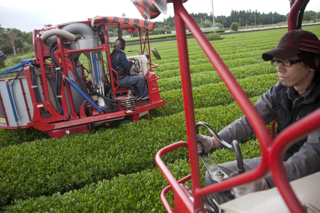 Specialty tea farmers plucking green tea