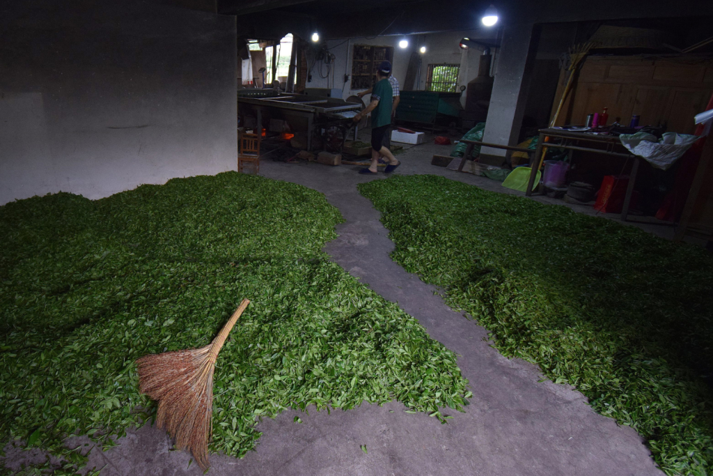 Green tea processing at a specialty tea farm