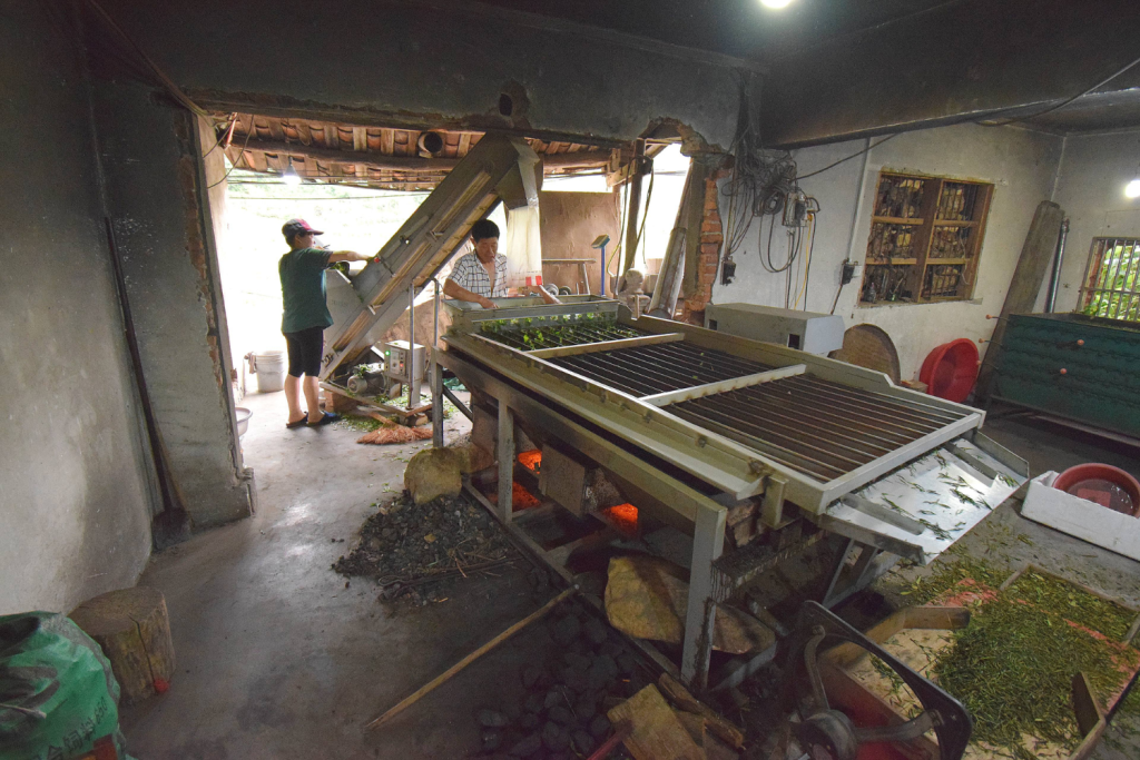 Green tea processing at a specialty tea farm