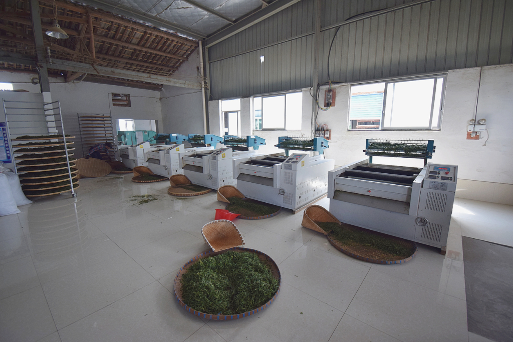 Green tea processing at a specialty tea farm