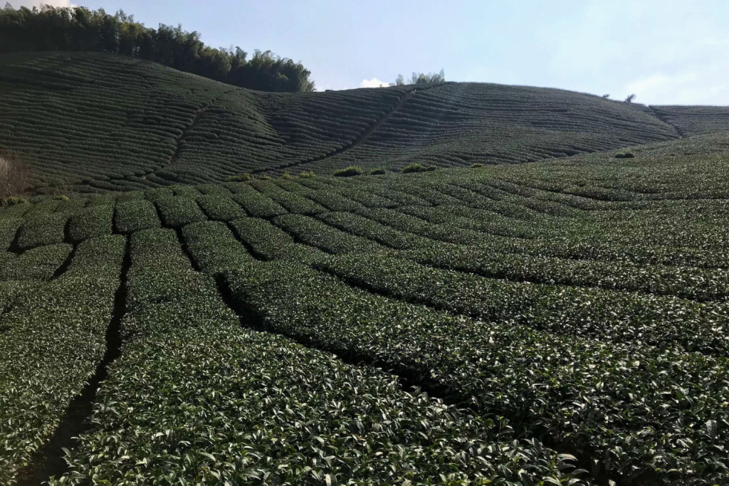 Specialty tea farm