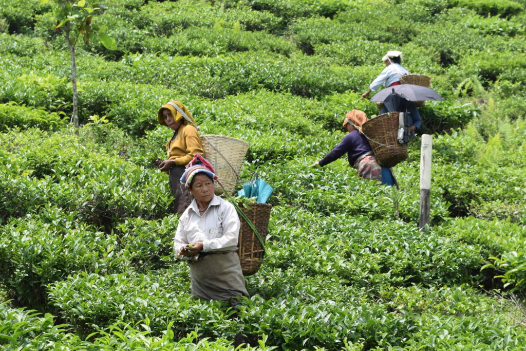 specialty tea farmers picking black teas