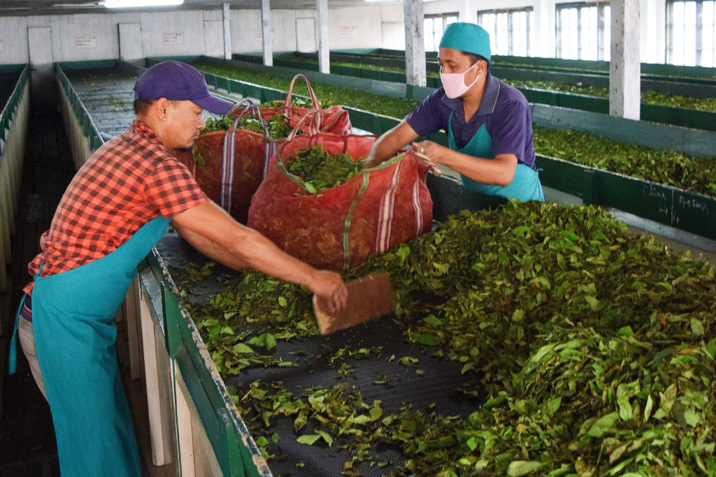 specialty tea producers processing black tea