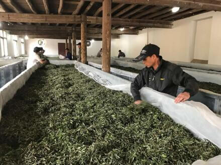 Tea Processing: White Tea