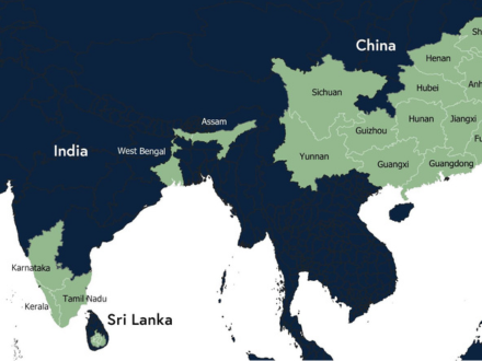 Tea Origin Profile: India