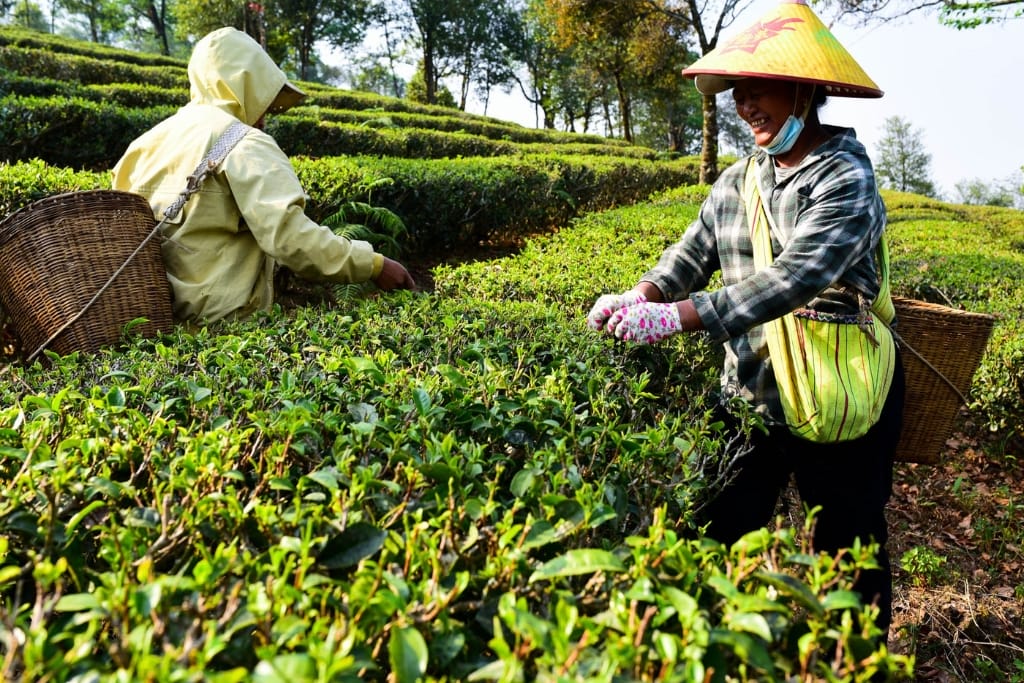 plucking yunnan tea plants