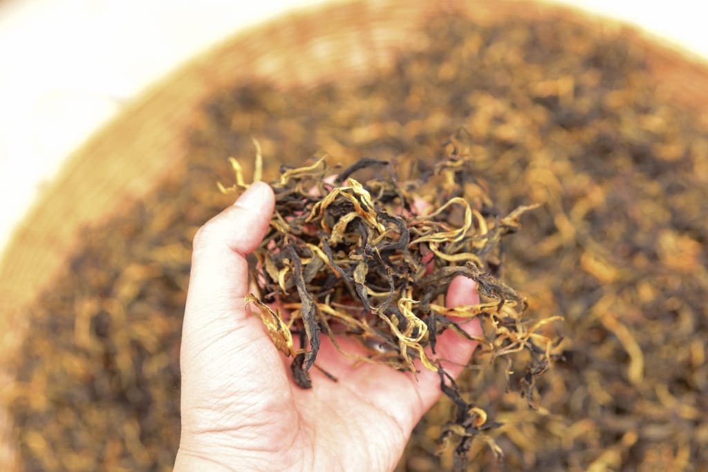 golden yunnan tea leaves