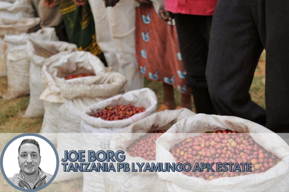 best coffee beans from tanzania