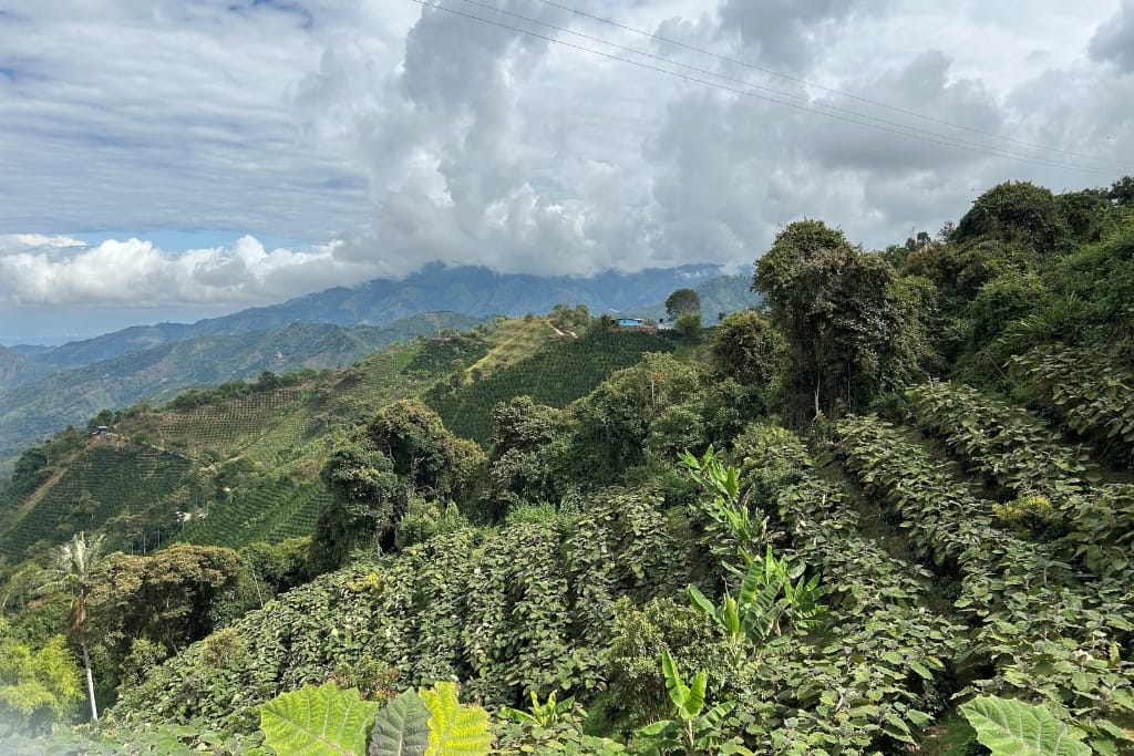 view of a Huila Colombia coffee farm