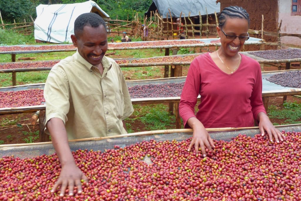 organic coffee from ethiopia
