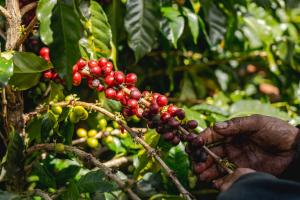 typica coffee varieties