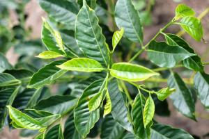 mundo novo courtesy of world coffee research