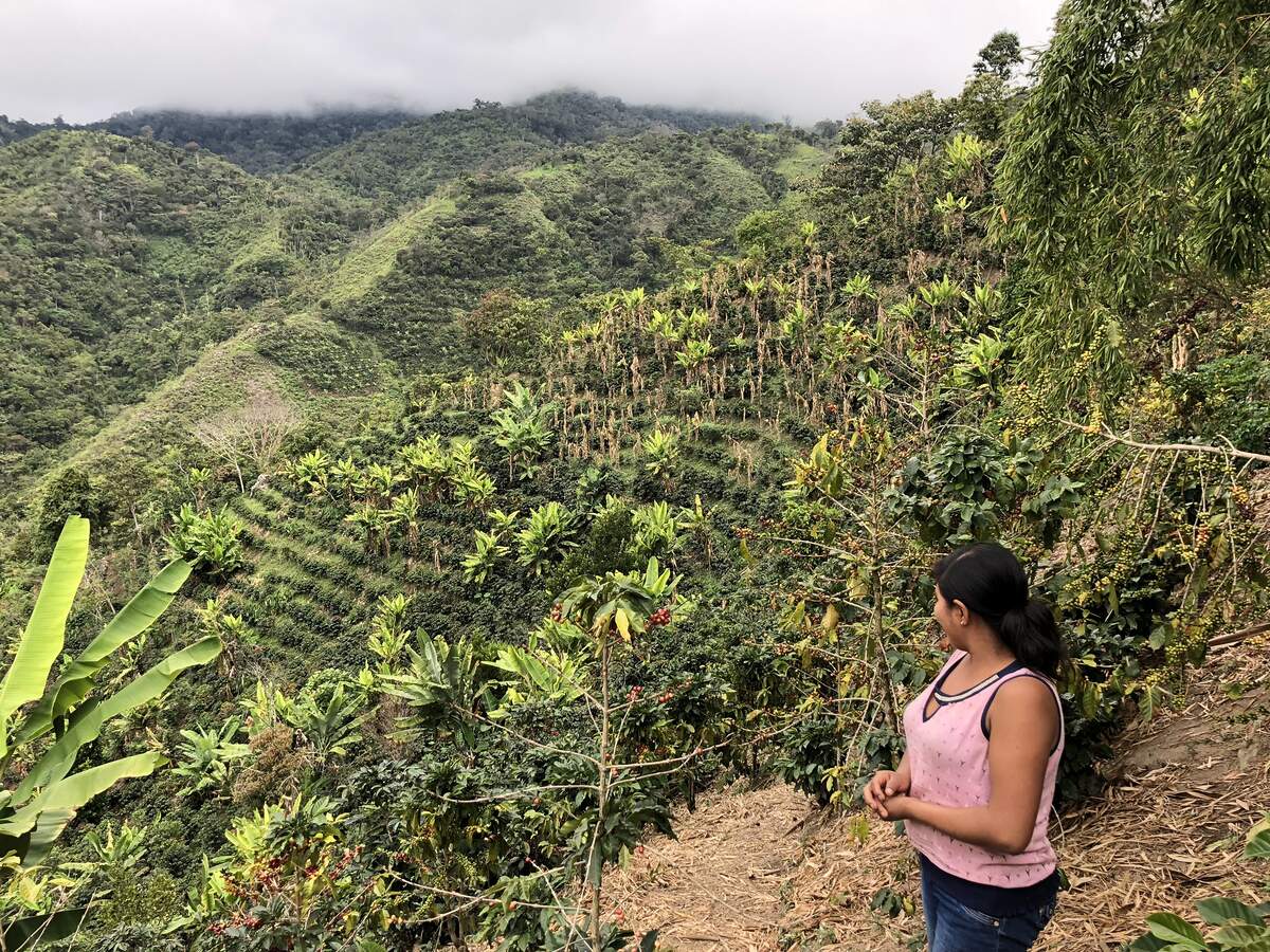 Origin Report: Peru COOPAFSI & Las Damas de San Ignacio