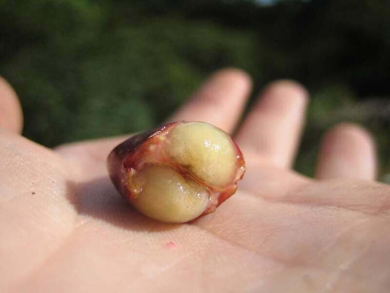 Coffee Mucilage bisection