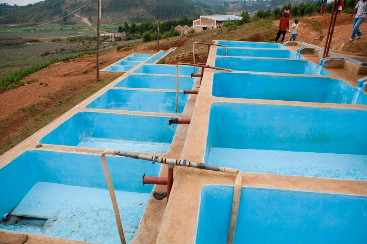 Post-Harvest Coffee Processing: Washed