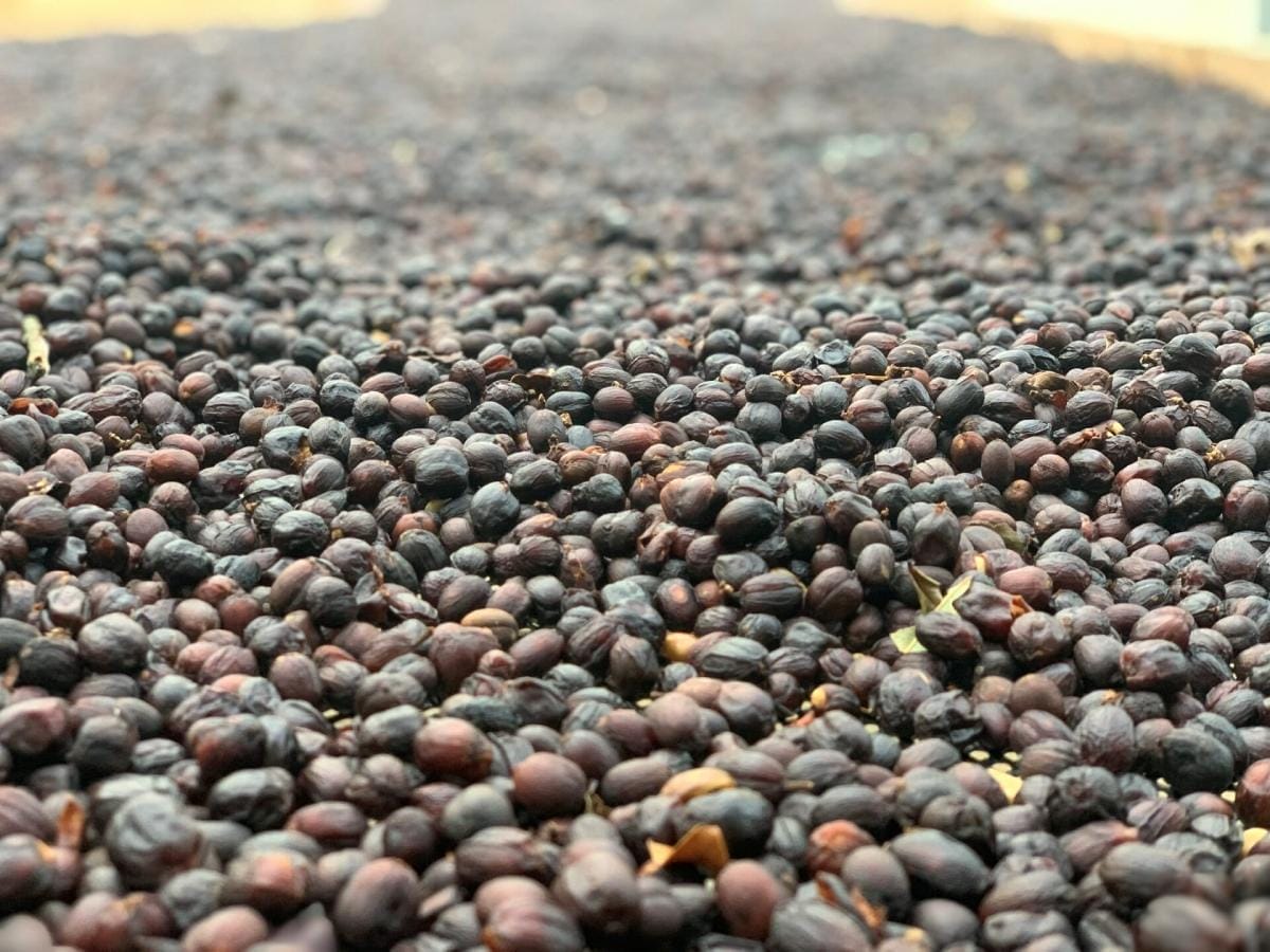 Post-Harvest Coffee Processing: Natural