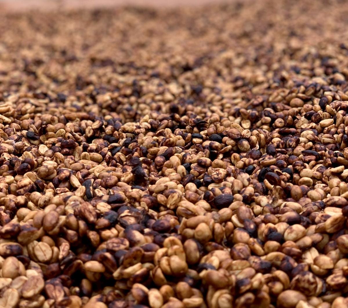 Post-Harvest Coffee Processing: Pulped-Natural and Honey