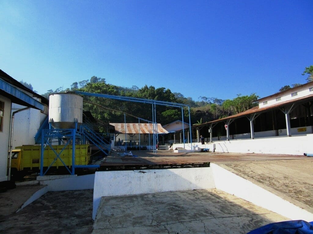 Post Harvest Coffee Processing: Wet Hulled