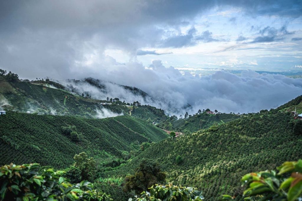 landscape view of a InConexus specialty coffee farm in Colombia