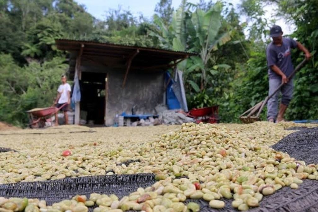 RNY On Location: A Look into Sumatra Coffee