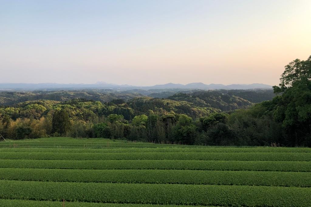 Tea Origin Spotlight: Japan