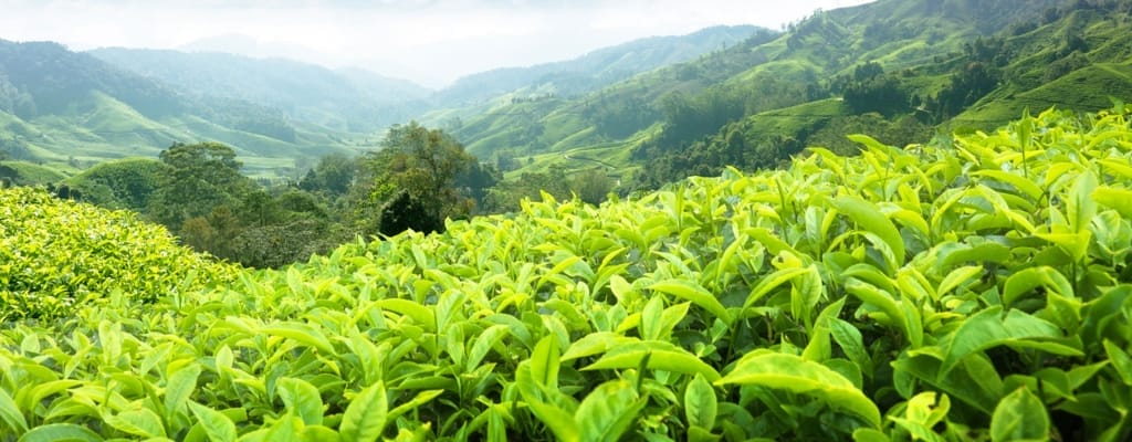 Tea Origin Spotlight: India