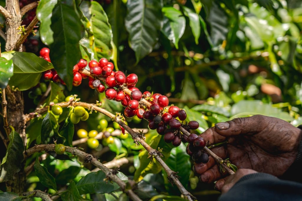 Coffee Varieties 101: What You Need to Know