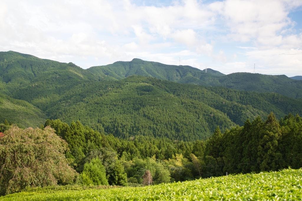 view of a mountain range from a tea farm in kagoshima