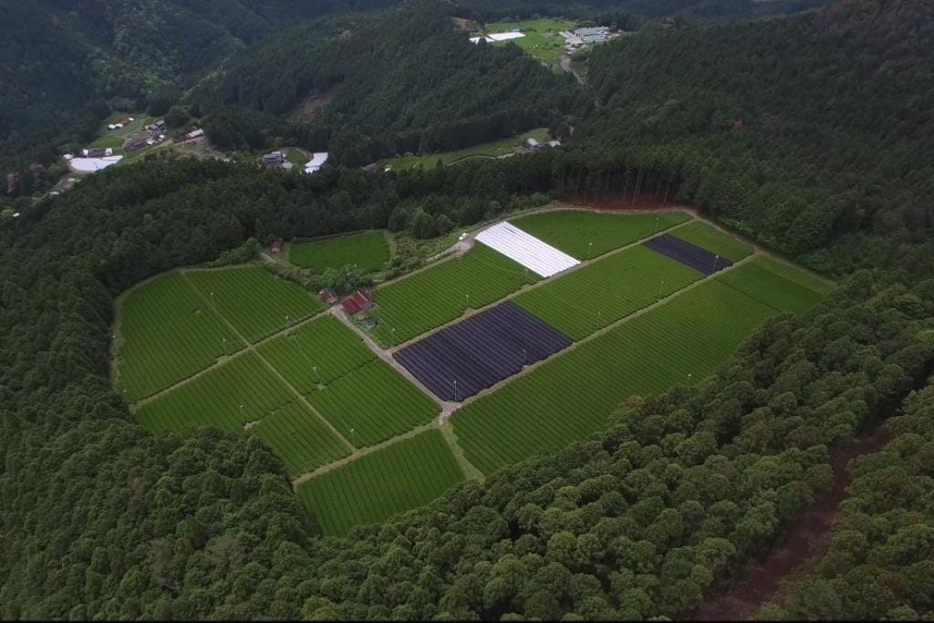 sky view of a matcha plantation in shizuoka, japan