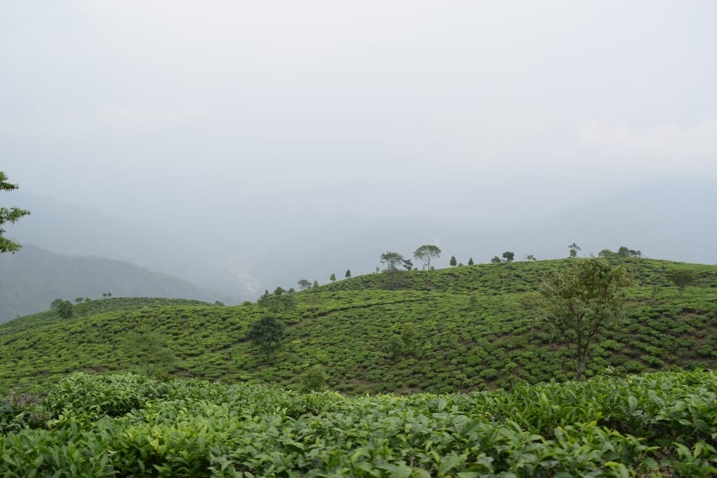 darjeeling tea in india