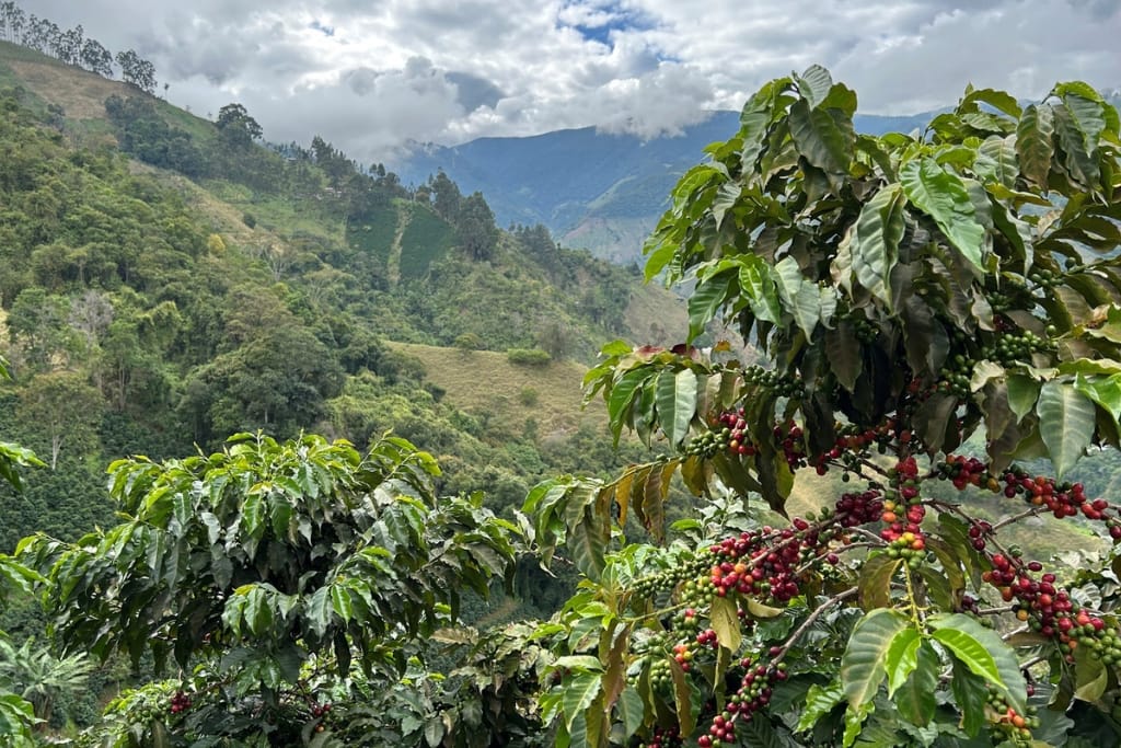 caturra coffee varieties