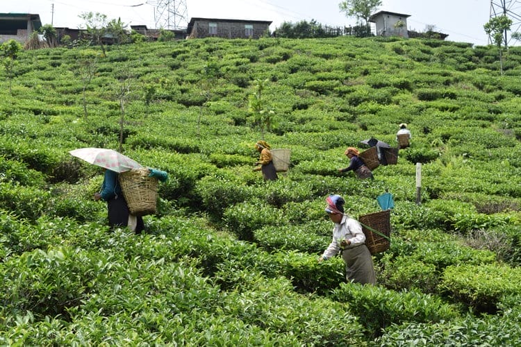 Tea Analysis: Darjeeling Second Flush